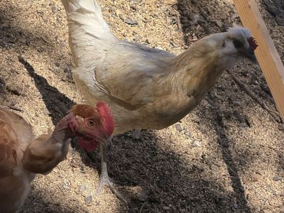 Hens and Roosters