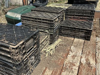 FREE Used Bulb Crates for Flower Bulbs, Tulips - Durable Plastic Storage Bins (Lot of 5)