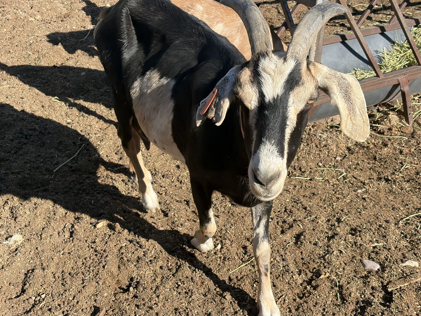 Black and White Nubian with Horns