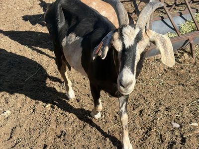 Black and White Nubian with Horns