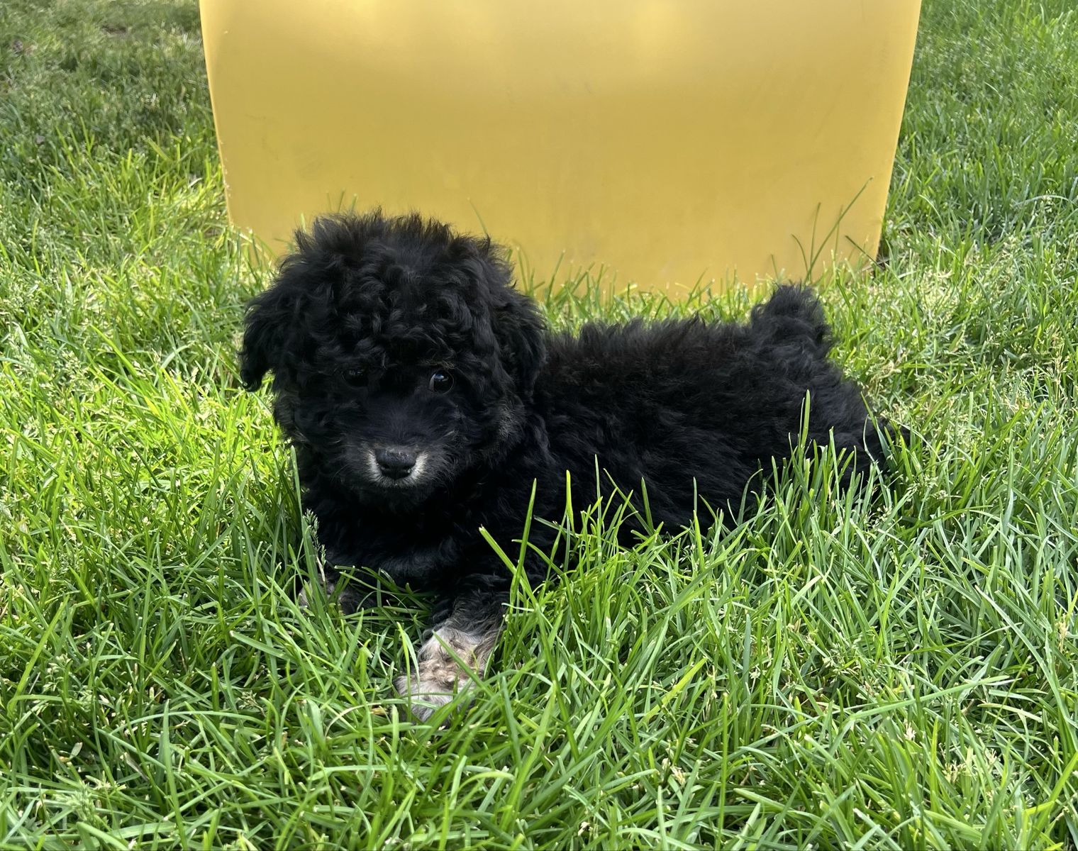 Toy Aussiedoodle F1B ( Toy Australian Shepherd x Poodle )