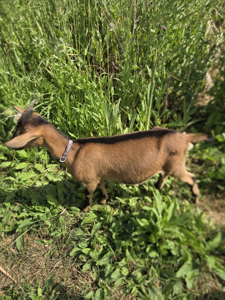 Oberhasli Alpine cross doeling 