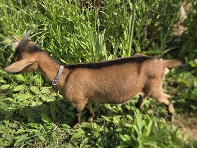 Oberhasli Alpine cross doeling