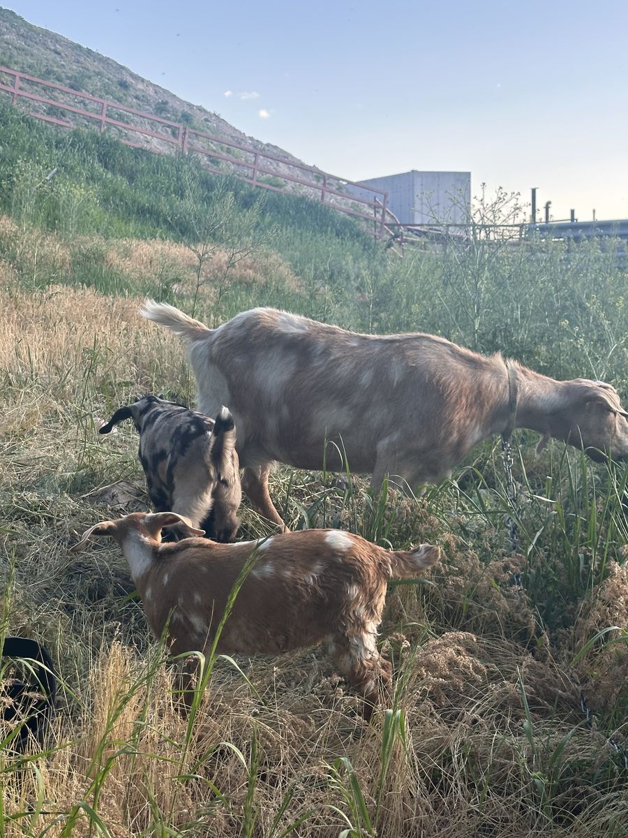 Dappled Boer Pair