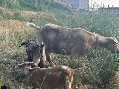 Dappled Boer Pair