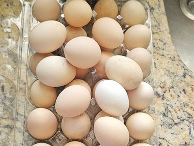 home grown eggs