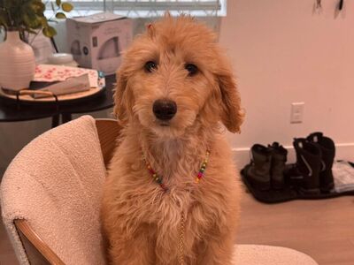 Goldendoodle Girl