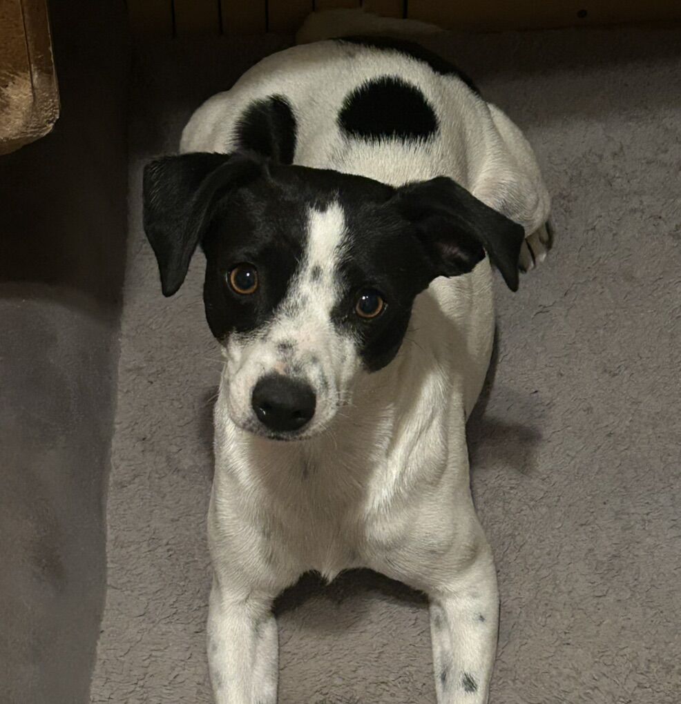 Jack russel An Terrier MIx