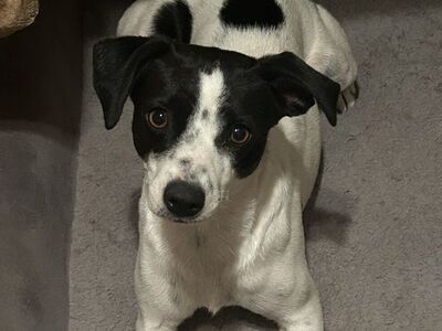 Jack russel An Terrier MIx