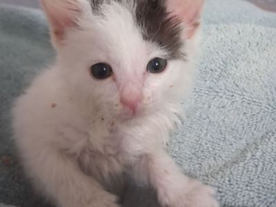 Hello my name is Harley