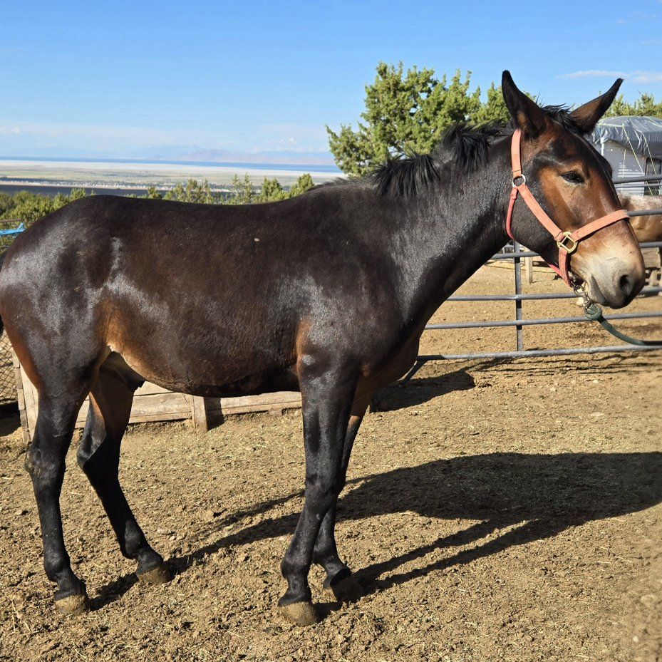 Bay John Mule