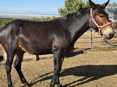 Bay John Mule