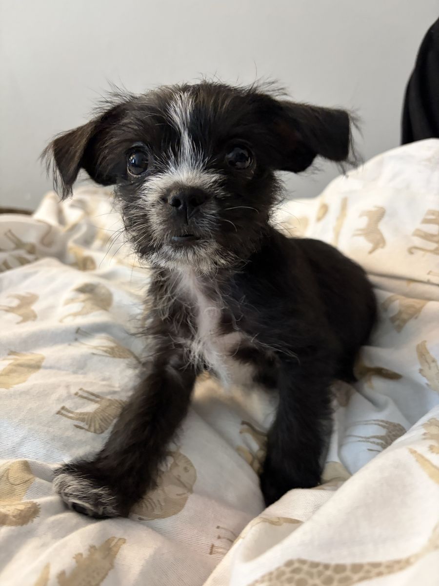 Shih Tzu Puppy