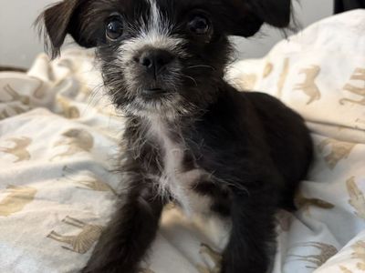 Shih Tzu Puppy