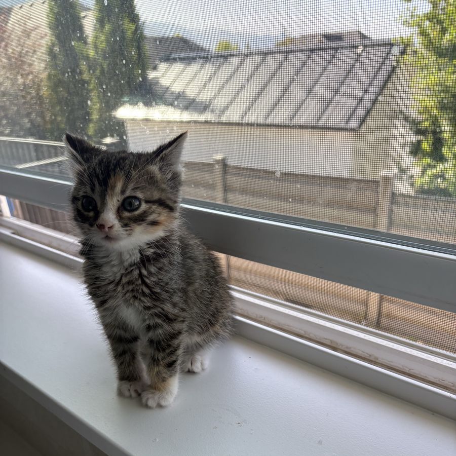 Vaccinated & dewormed kitten