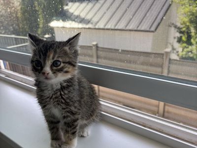 Vaccinated & dewormed kitten