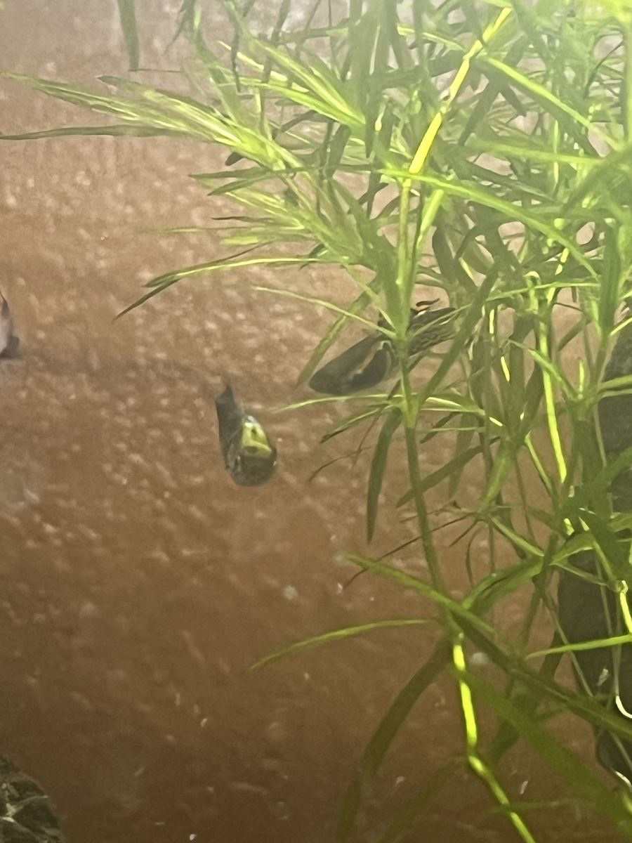 Orange and yellow guppy