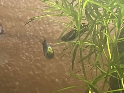 Orange and yellow guppy
