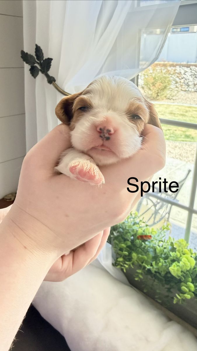 Cavalier King Charles Spaniel AKC Blenheims