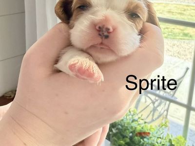 Cavalier King Charles Spaniel AKC Blenheims