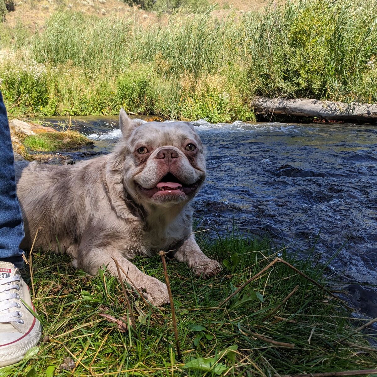 AKC fluffy French bulldog stud