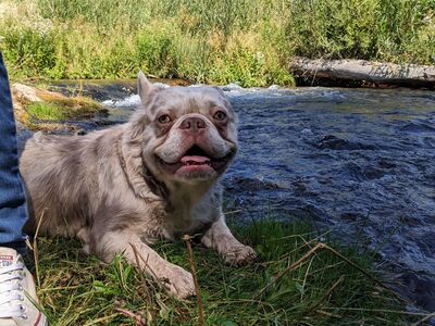 AKC fluffy French bulldog stud