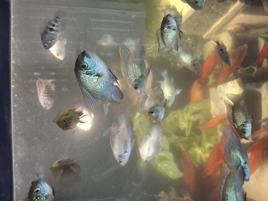 electric blue and common blue acara