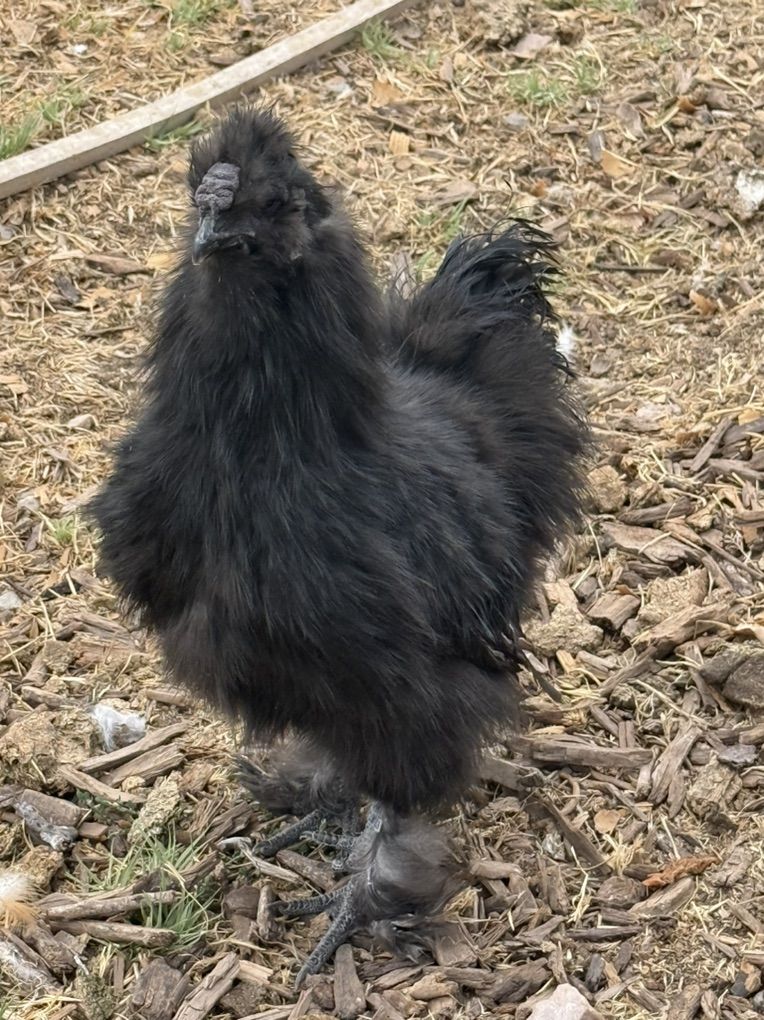 Bantum Silkie Rooster