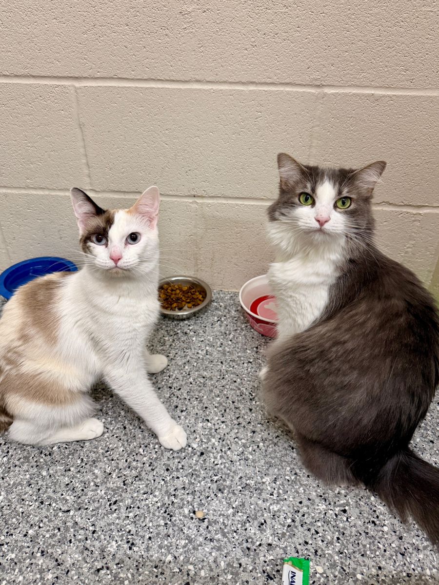 Two Adorable BFFs