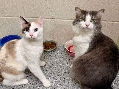Two Adorable BFFs
