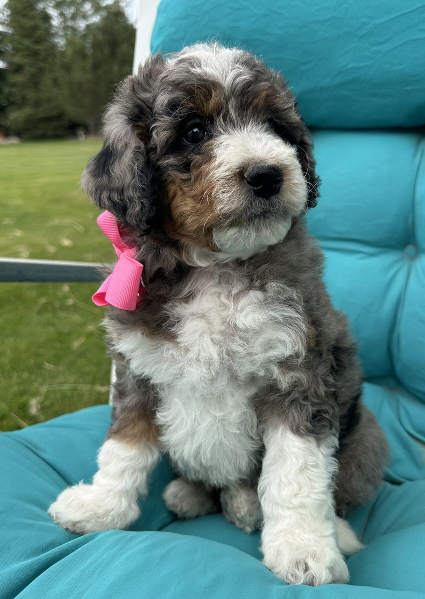 Mini Bernedoodle puppies
