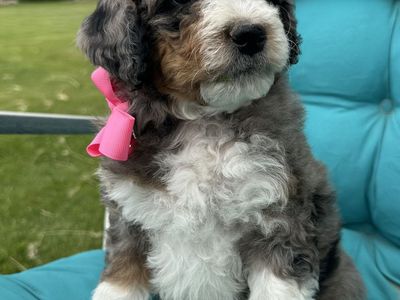Mini Bernedoodle puppies
