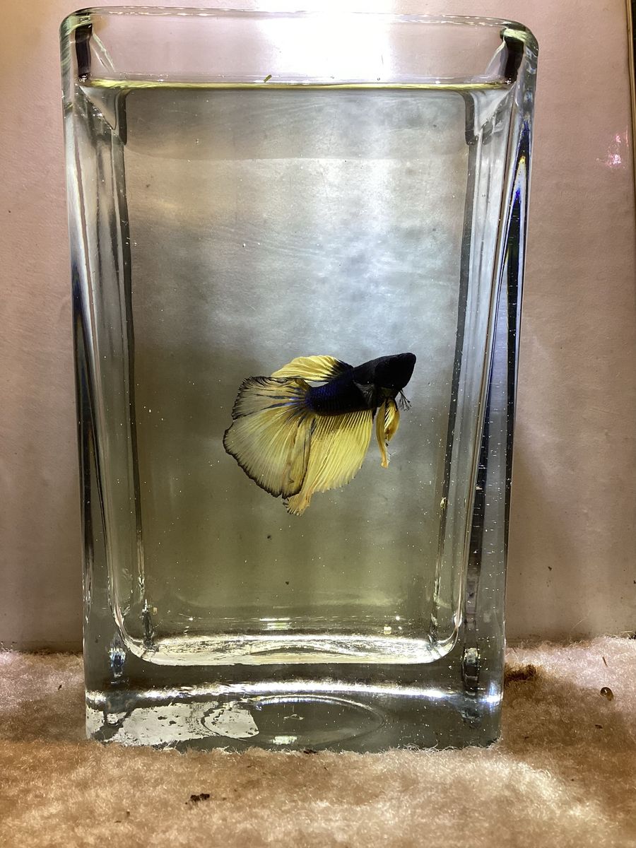 Male Twintail Betta