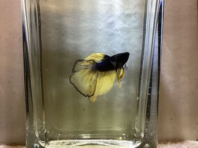 Male Twintail Betta