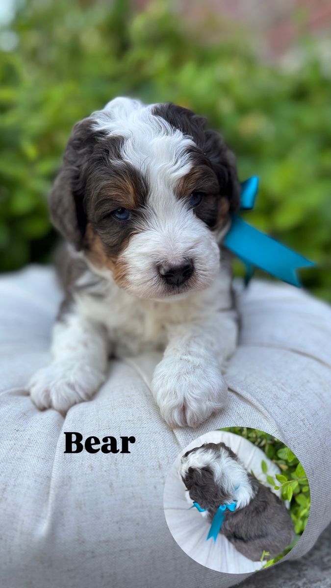 F1 Mini Bernedoodle
