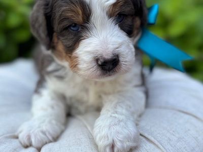 F1 Mini Bernedoodle