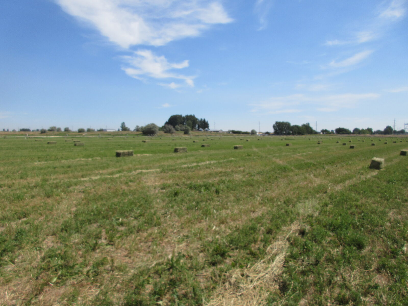 SMALL GRASS HAY BALES AND STRAW