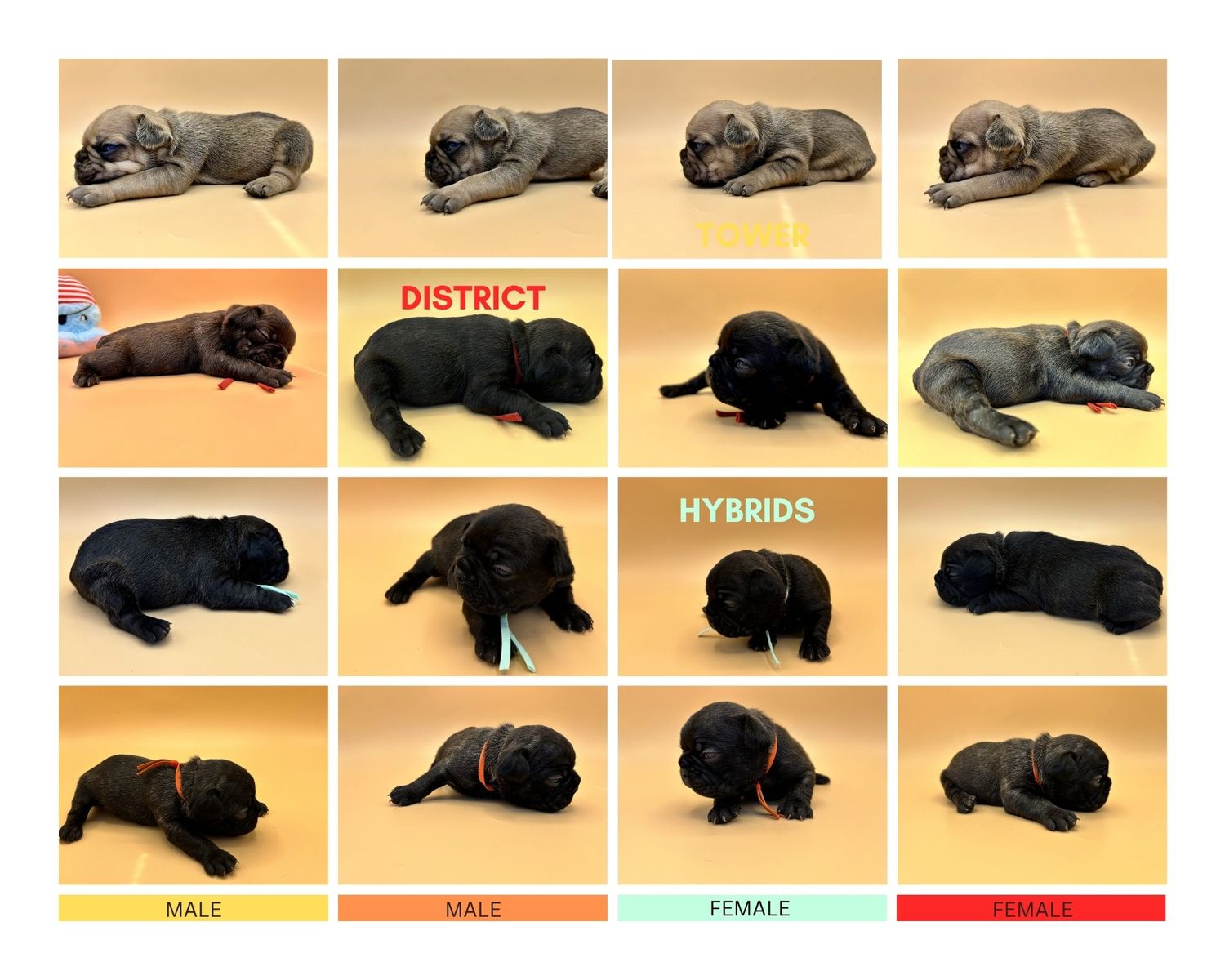 FRENCH BULLDOG PUPPIES