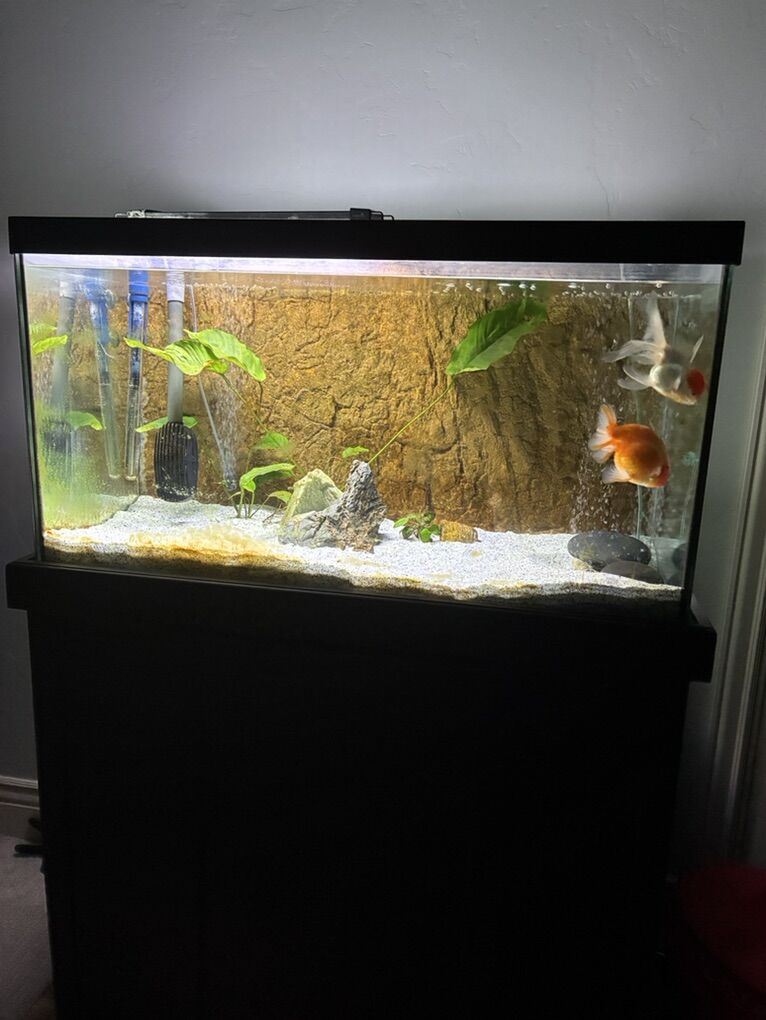 65 Gallon FIsh Tank