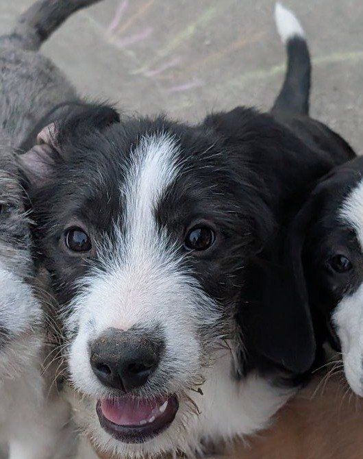 Idaho Shag/Hound hunting partner/ranch hand