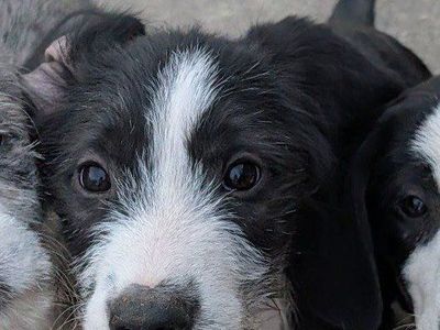 Idaho Shag/Hound hunting partner/ranch hand
