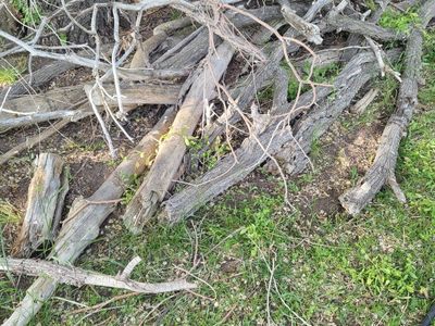 Free Firewood
