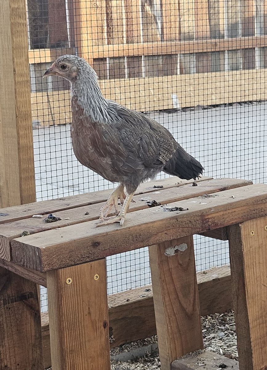 3 bantam pullets/hen 10wks
