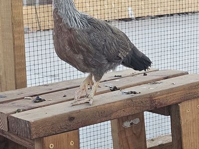3 bantam pullets/hen 10wks