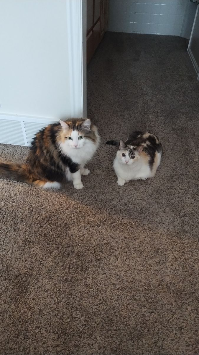Daisy and Lily