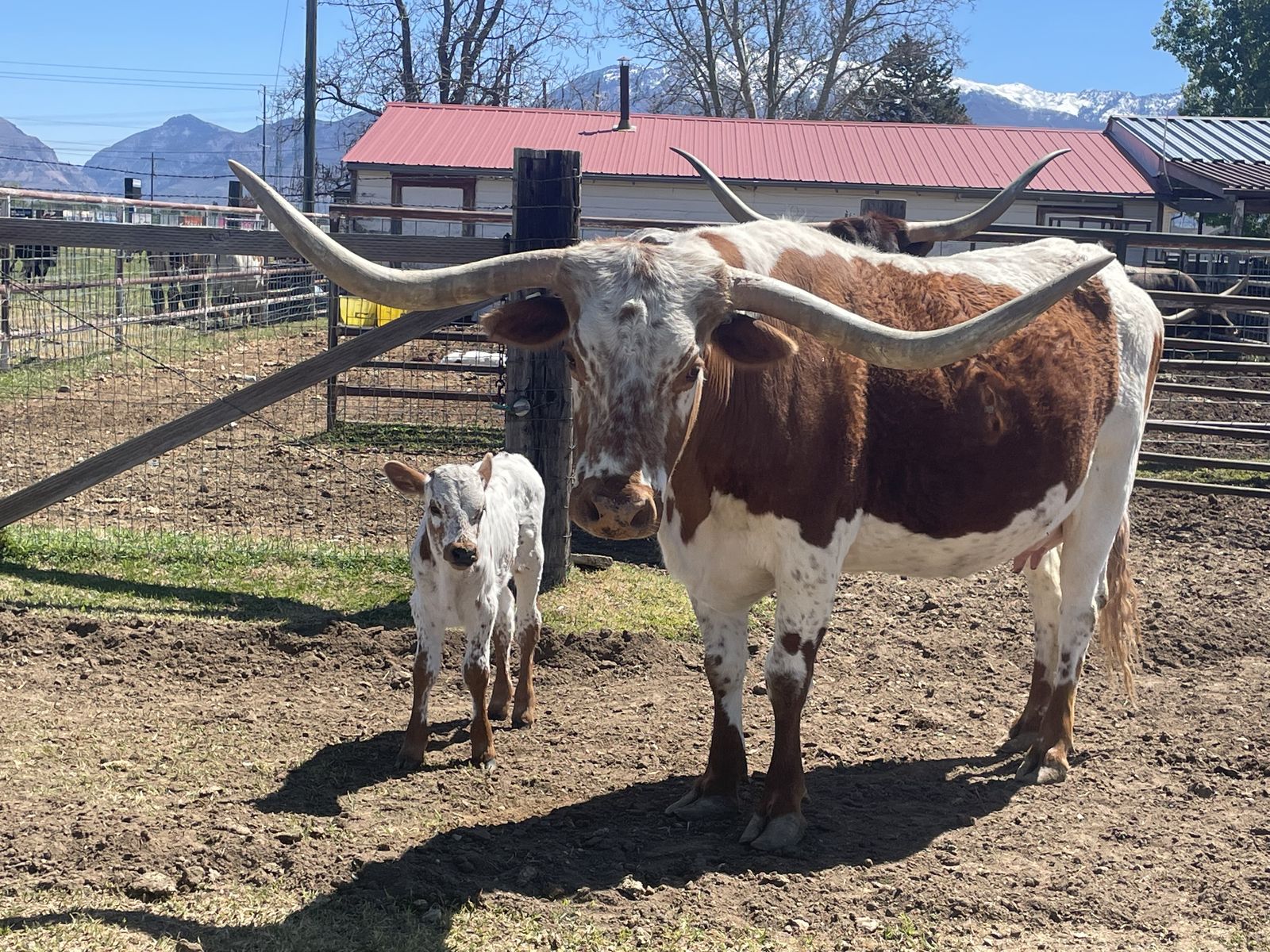 Registered Texas Longhorn Cow/calf