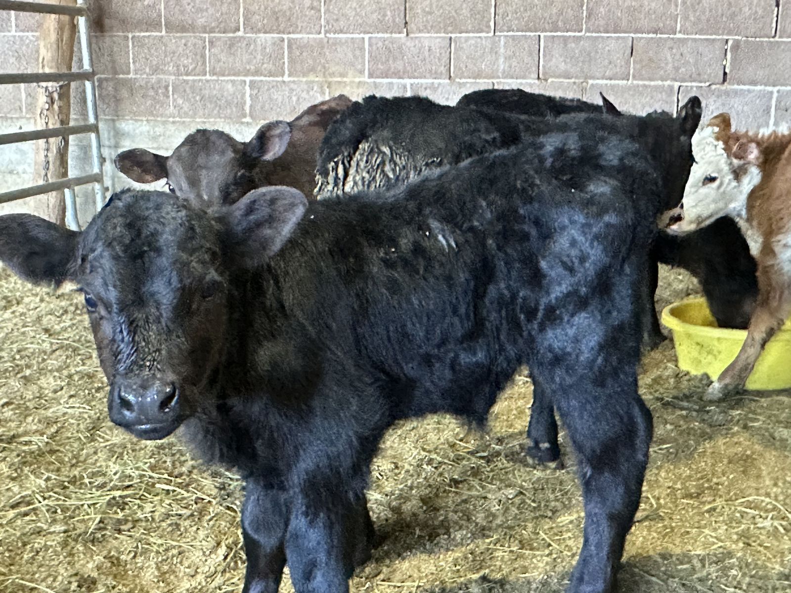 Beef calves