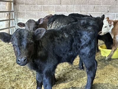 Beef calves