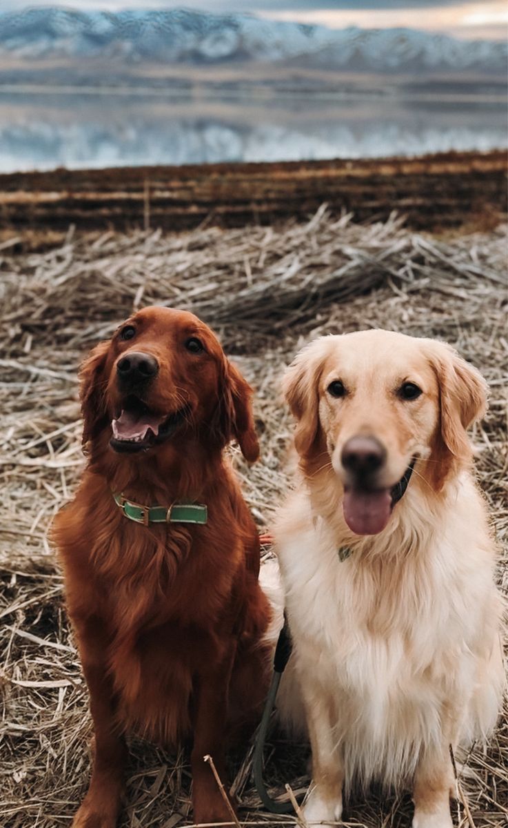 Bonded Male Golden Retrievers (5,3 yrs old)