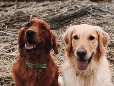 Bonded Male Golden Retrievers (5,3 yrs old)